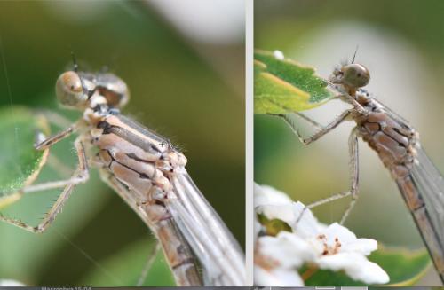Réf. 253 664 : Coenagrion sp.